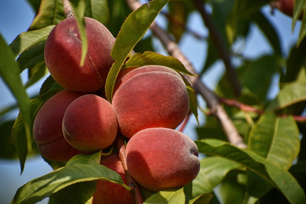 PICK-YOUR-OWN PEACHES, A FUN SUMMER ACTIVITY FOR&nbsp;KIDS